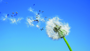 Dandelion Clock